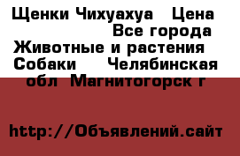 Щенки Чихуахуа › Цена ­ 12000-15000 - Все города Животные и растения » Собаки   . Челябинская обл.,Магнитогорск г.